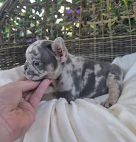 Bam Bam , a male French Bulldog for sale in Enid, OK – 8 of 8