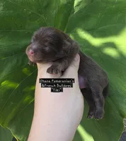 Tiki, a female Pomeranian for sale in Enid, OK – 3 of 5
