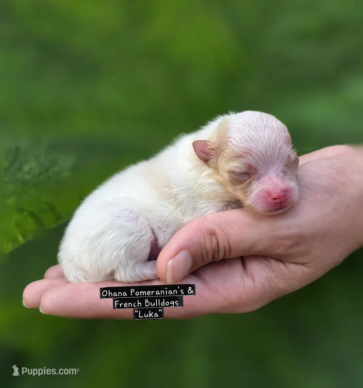 Luka – Pomeranian puppy for sale in Enid, OK