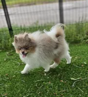 Picasso, a male Pomeranian for sale in Enid, OK – 3 of 7