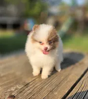 Bohdi , a male Pomeranian for sale in Enid, OK – 4 of 7