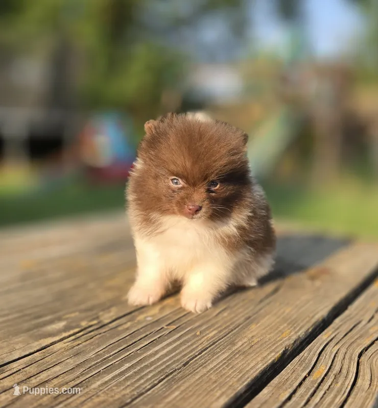Lulu  – Pomeranian puppy for sale in Enid, OK