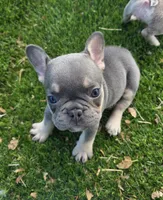 Ayla, a female French Bulldog for sale in Enid, OK – 3 of 10