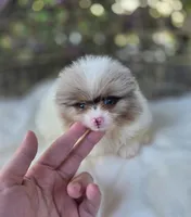 Remington , a male Pomeranian for sale in Enid, OK – 5 of 7
