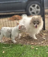Leilani, a female Pomeranian for sale in Enid, OK – 7 of 8