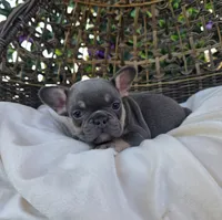 Ayla, a female French Bulldog for sale in Enid, OK – 8 of 10