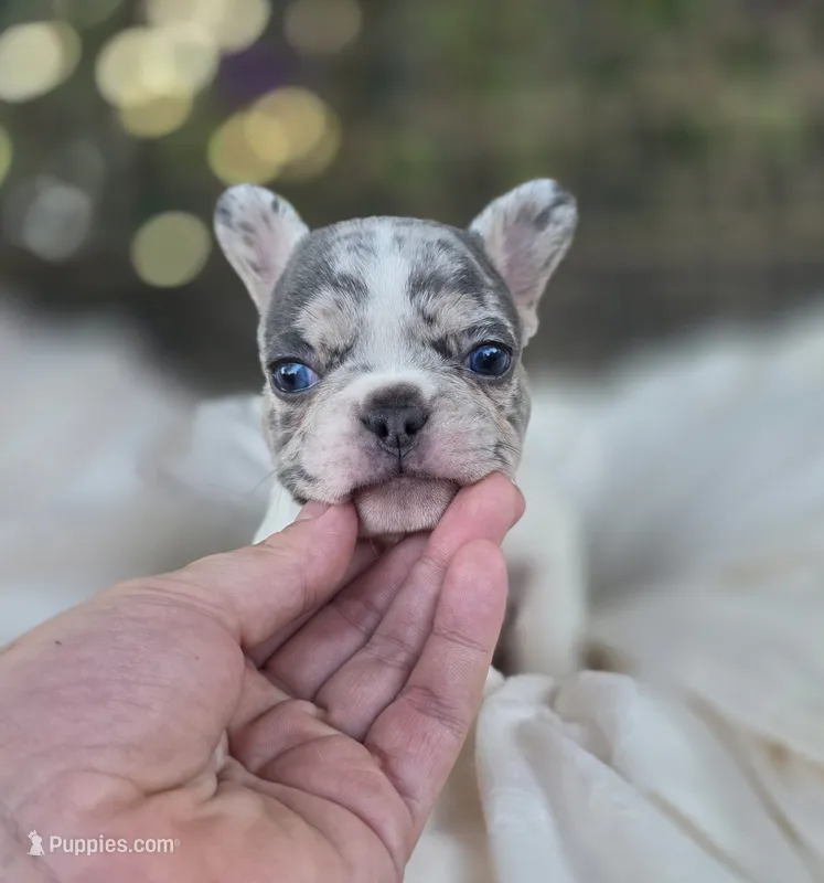Axel – French Bulldog puppy for sale in Enid, OK