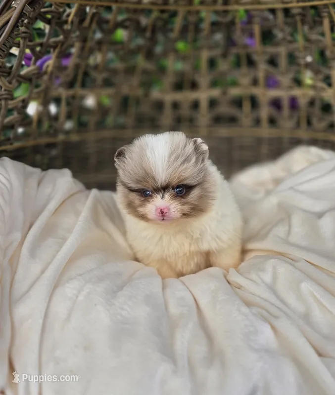 Remington  – Pomeranian puppy for sale in Enid, OK