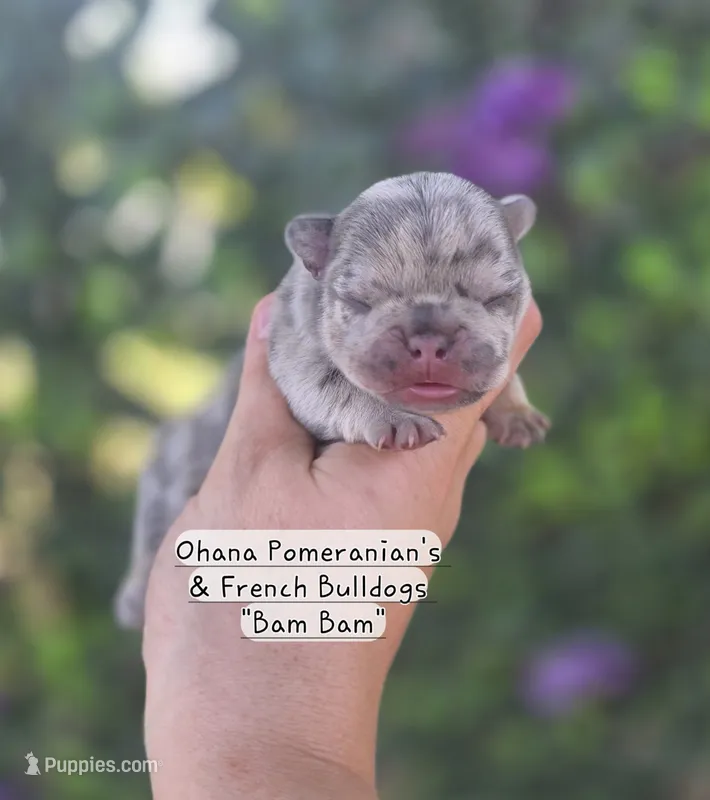Bam Bam  – French Bulldog puppy for sale in Enid, OK