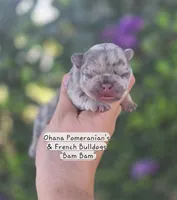 Bam Bam , a male French Bulldog for sale in Enid, OK – 1 of 3