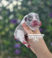Axel, a male French Bulldog for sale in Enid, OK – 3 of 3