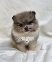 Kai, a male Pomeranian for sale in Enid, OK – 6 of 8
