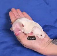 Luka, a male Pomeranian for sale in Enid, OK – 2 of 4