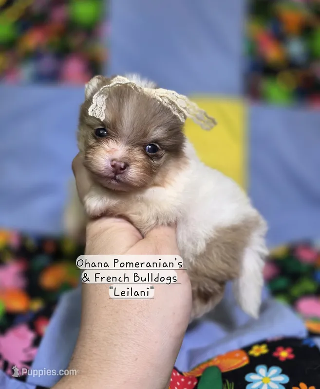 Leilani – Pomeranian puppy for sale in Enid, OK