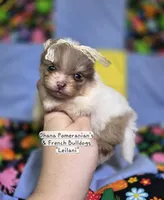 Leilani, a female Pomeranian for sale in Enid, OK – 8 of 9