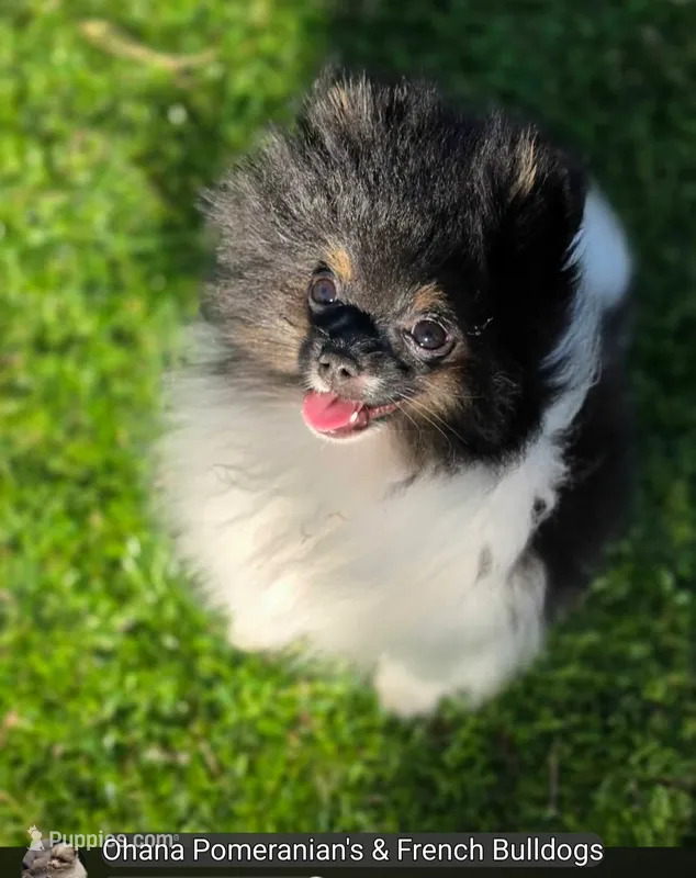 Kona – Pomeranian puppy for sale in Enid, OK