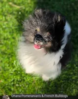 Kona, a male Pomeranian for sale in Enid, OK – 1 of 8