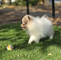 Leilani, a female Pomeranian for sale in Enid, OK – 3 of 8