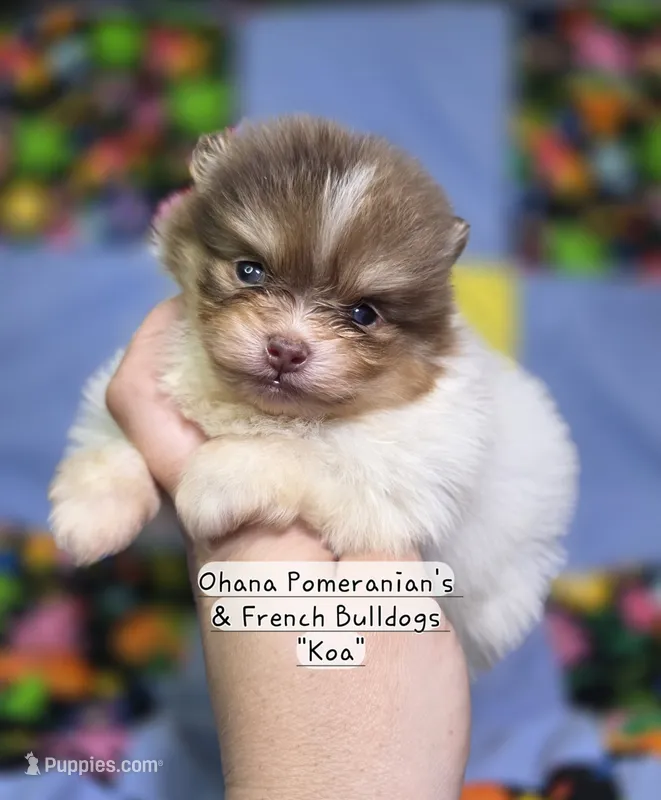 Koa – Pomeranian puppy for sale in Enid, OK