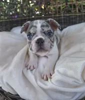 Axel, a male French Bulldog for sale in Enid, OK – 8 of 10