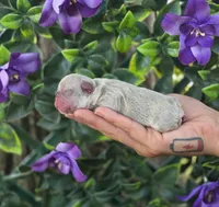 Nova, a female French Bulldog for sale in Enid, OK – 4 of 6