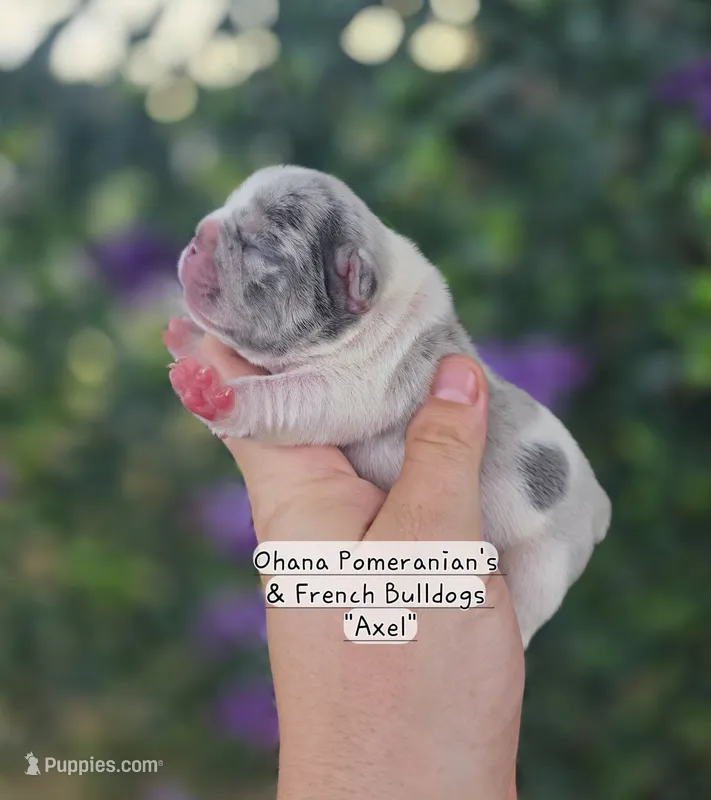 Axel – French Bulldog puppy for sale in Enid, OK