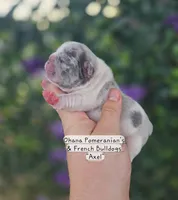 Axel, a male French Bulldog for sale in Enid, OK – 1 of 3