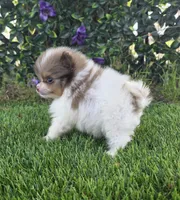 Bentley , a male Pomeranian for sale in Enid, OK – 1 of 7
