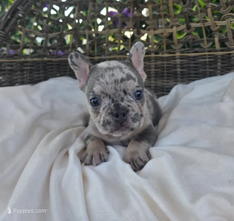 Bam Bam  – French Bulldog puppy for sale in Enid, OK