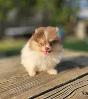 Koa, a male Pomeranian for sale in Enid, OK – 2 of 6