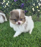 Bentley , a male Pomeranian for sale in Enid, OK – 5 of 7