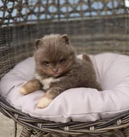 Opal, a female Pomeranian for sale in Enid, OK – Photo 1 of 4