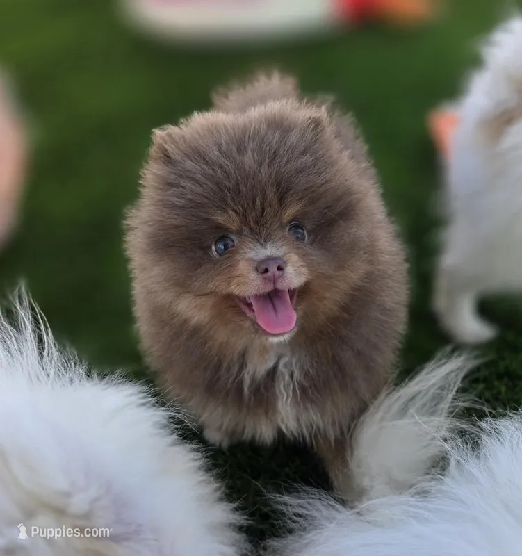 Opal – Pomeranian puppy for sale in Enid, OK