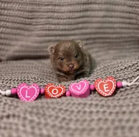 Opal, a female Pomeranian for sale in Enid, OK – Photo 5 of 6