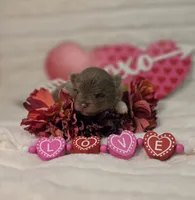 Opal, a female Pomeranian for sale in Enid, OK – Photo 3 of 6