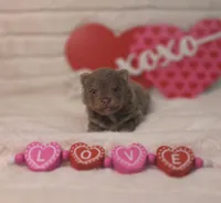 Opal, a female Pomeranian for sale in Enid, OK – Photo 2 of 6