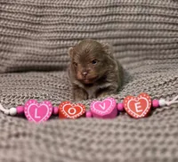 Opal, a female Pomeranian for sale in Enid, OK – Photo 6 of 6