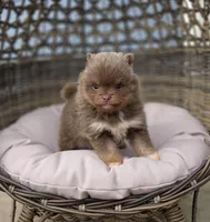 Opal, a female Pomeranian for sale in Enid, OK – Photo 3 of 4