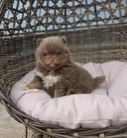 Opal, a female Pomeranian for sale in Enid, OK – Photo 4 of 4