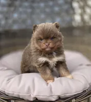 Opal, a female Pomeranian for sale in Enid, OK – Photo 2 of 4