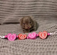 Opal, a female Pomeranian for sale in Enid, OK – Photo 1 of 6