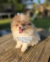 Bentley , a male Pomeranian for sale in Enid, OK – 1 of 7