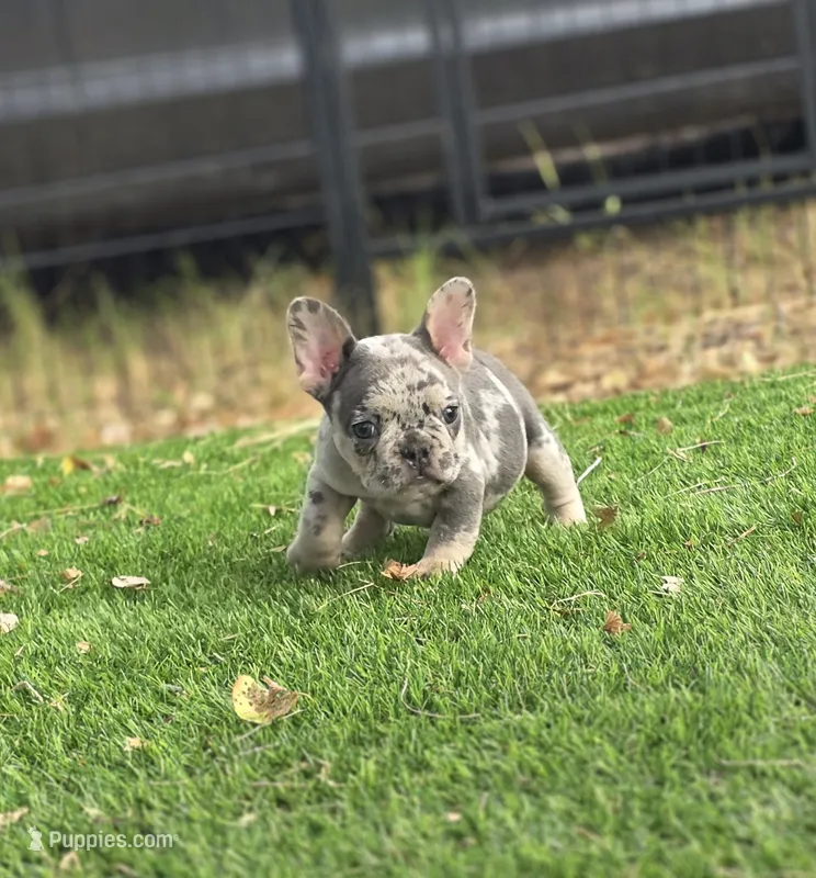 Bam Bam  – French Bulldog puppy for sale in Enid, OK