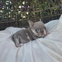 Nova, a female French Bulldog for sale in Enid, OK – 4 of 8