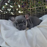 Ayla, a female French Bulldog for sale in Enid, OK – 7 of 10