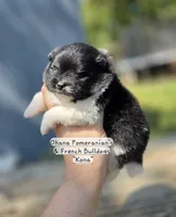 Kona, a male Pomeranian for sale in Enid, OK – 4 of 4