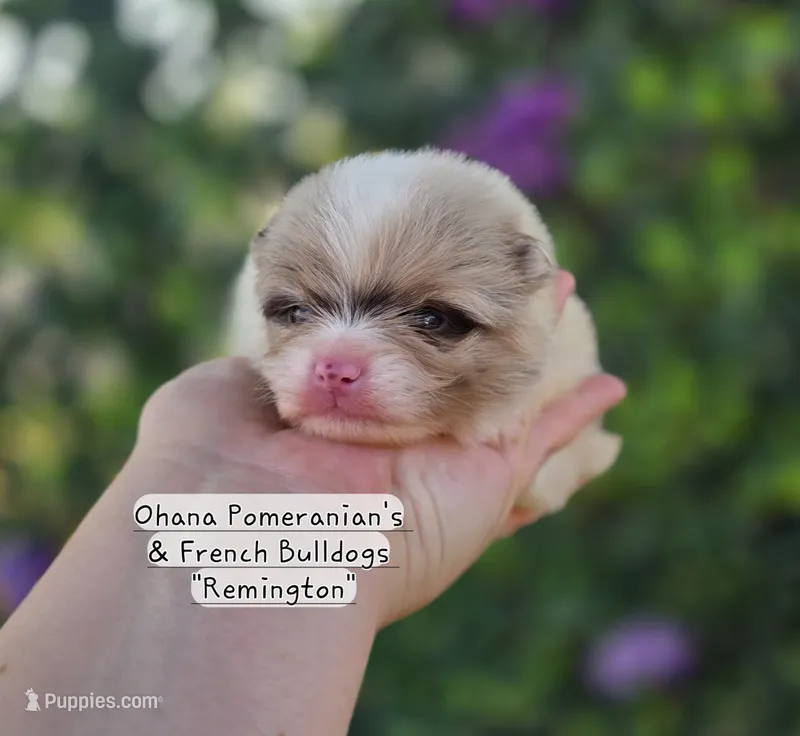 Remington  – Pomeranian puppy for sale in Enid, OK