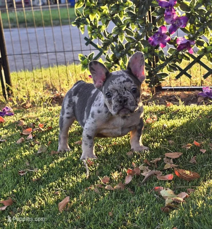 Bam Bam  – French Bulldog puppy for sale in Enid, OK