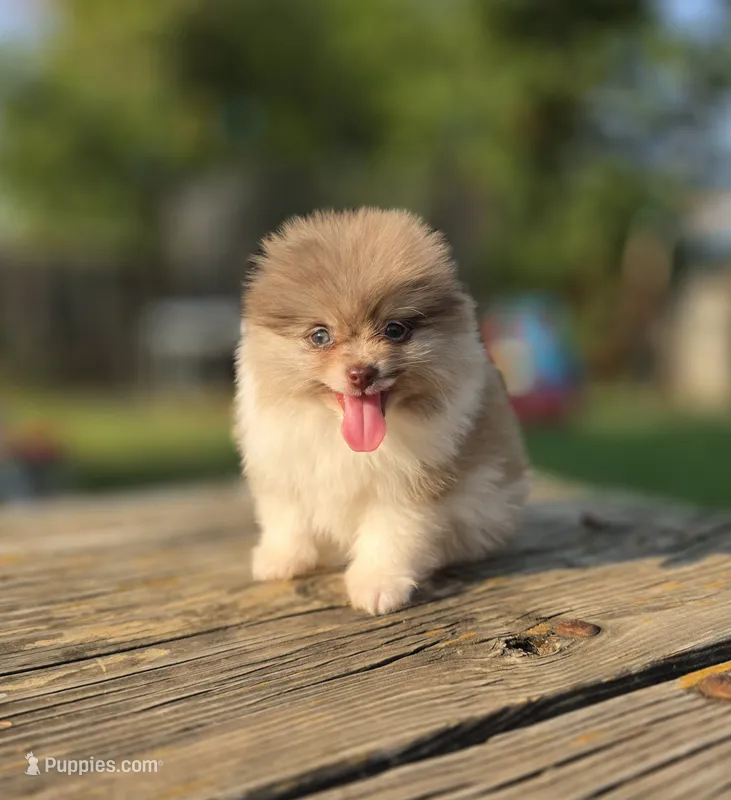 Kai – Pomeranian puppy for sale in Enid, OK