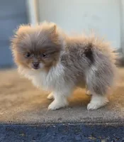 processed/3aa21ac8-882d-4049-817b-0c1b6a5b8b90/listing/ab223e9d-df32-49af-869c-4acad91eea8c/105fe8c6-c104-408b-bcde-0c501eb62ca2